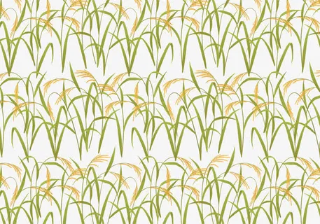 秋收季节稻田免抠