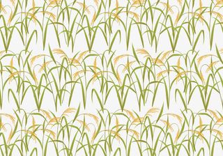 秋收季节稻田免抠