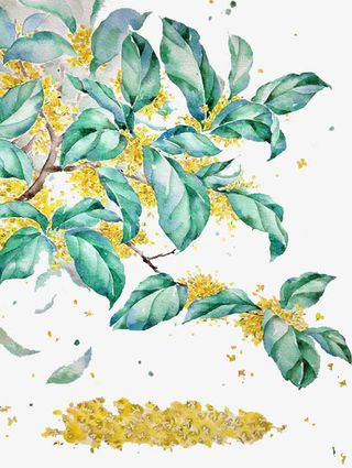 满院桂花香免抠