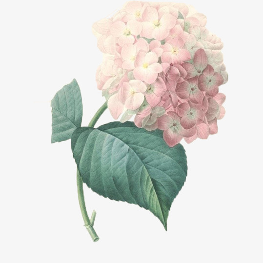 手绘粉色绣球花免抠