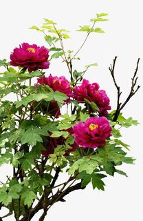 树枝绿叶粉色花朵免抠