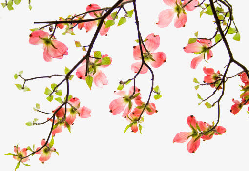 手绘梅花 黑色树枝png素材免抠