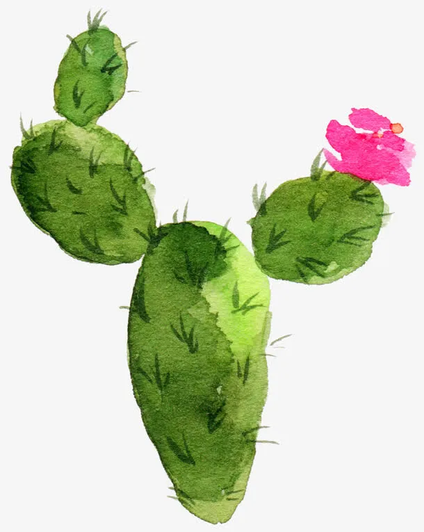 开花的仙人掌免抠