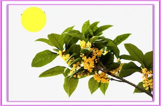 桂花香而不艳免抠