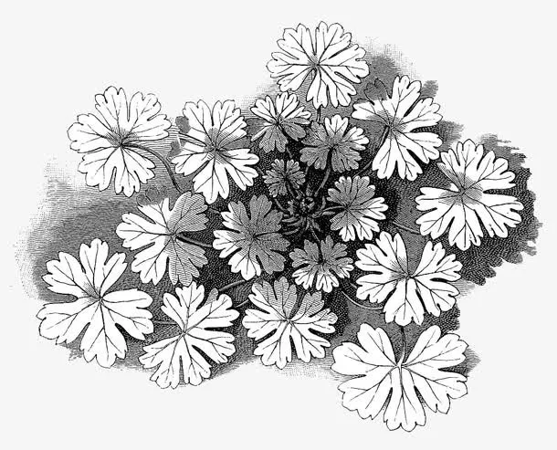 手绘天竺葵免抠