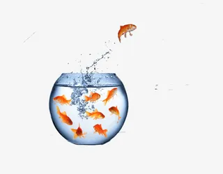 鱼缸飞跃的鱼免抠