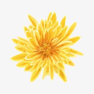 手绘菊花重阳节植物小清新花朵免抠