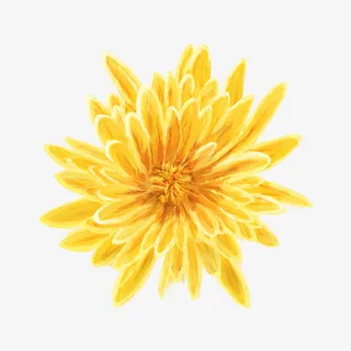 手绘菊花重阳节植物小清新花朵免抠