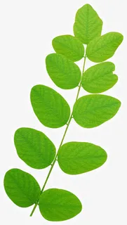 绿色清新春季漂浮树叶树枝免抠