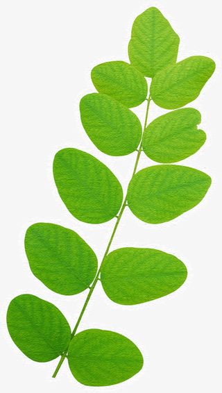 绿色清新春季漂浮树叶树枝免抠