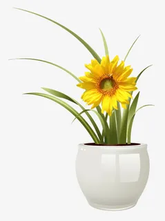 黄色向日葵小盆栽免抠 黄色向日葵小盆栽免抠