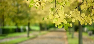 黄叶小径淘宝海报背景banner高清