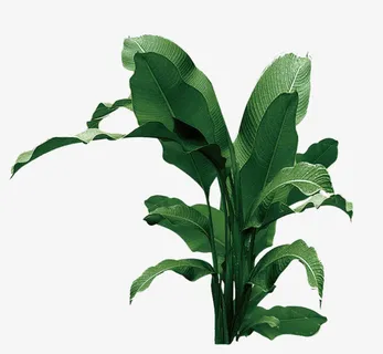 水彩绿色芭蕉树免抠图免抠