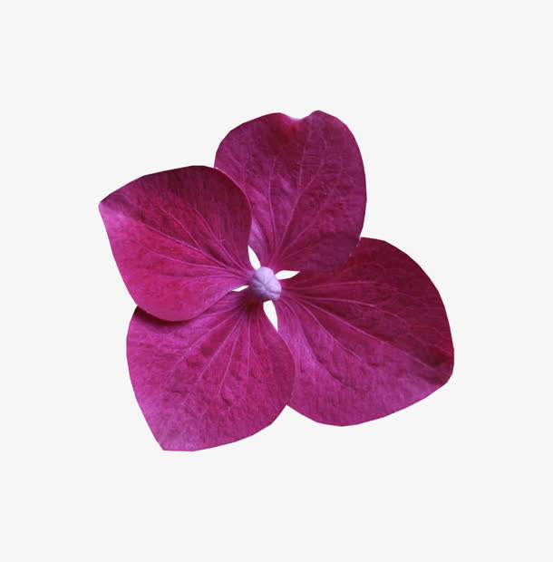 花卉免抠