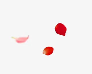 情人节七夕节三八节妇女节花瓣免抠