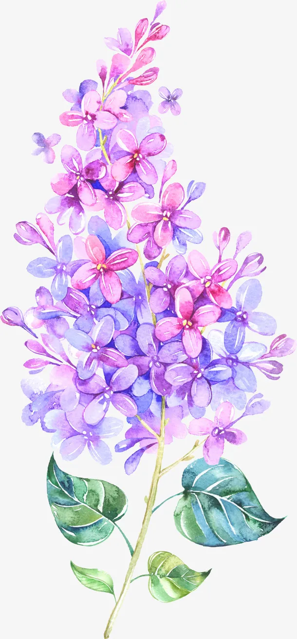 紫色花 碎花 花束免抠