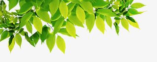 高清叶子清新叶子免抠