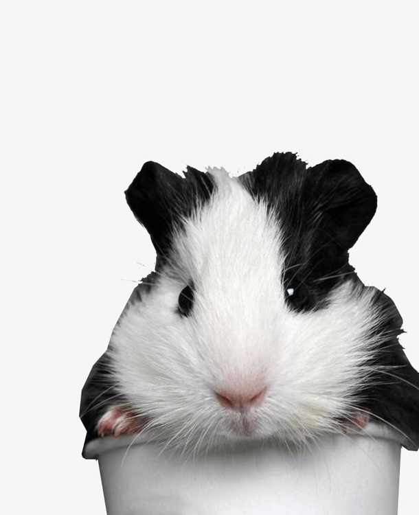宠物荷兰猪免抠