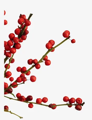 山楂树枝免抠