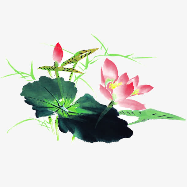 荷花免抠