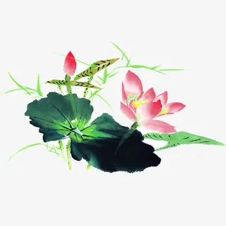 荷花免抠