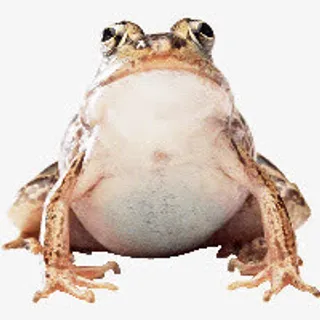 青蛙免抠