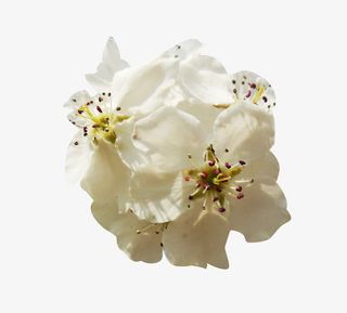 花球梨花花瓣图片素材免抠