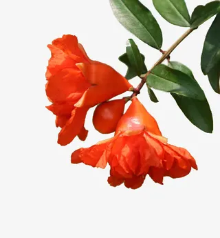 两朵花红色花免抠