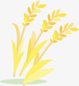 金黄色稻谷免抠