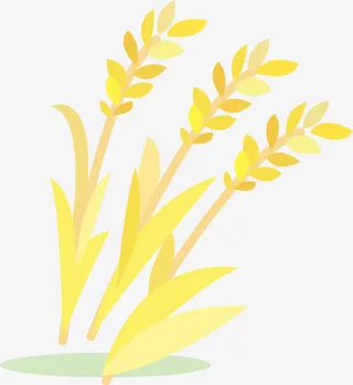 金黄色稻谷免抠