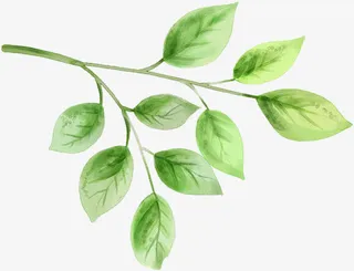 手绘水彩树叶树枝装饰免抠