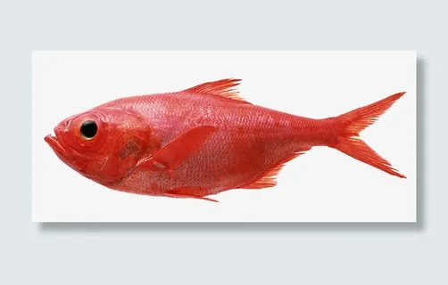 红色的鱼免抠
