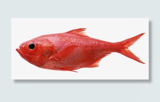 红色的鱼免抠