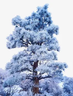 积雪的树免抠 积雪的树免抠