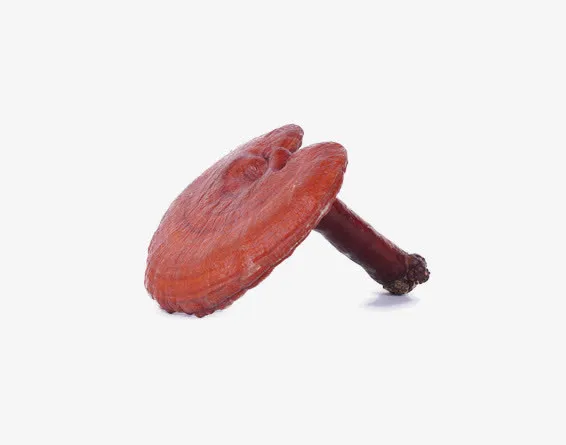 免抠素材百年灵芝免抠