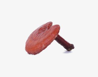 免抠素材百年灵芝免抠