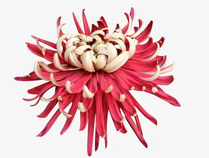 绽开的墨菊图片素材免抠