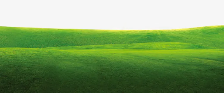 装饰元素 小草 草坪 绿色免抠