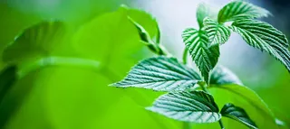 绿色树叶小清新背景高清