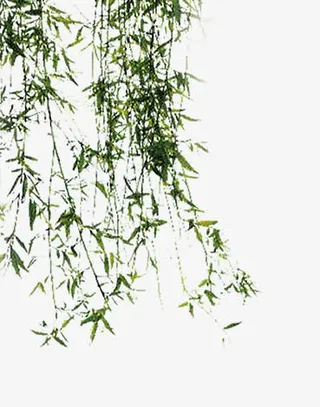 飘舞的柳条免抠