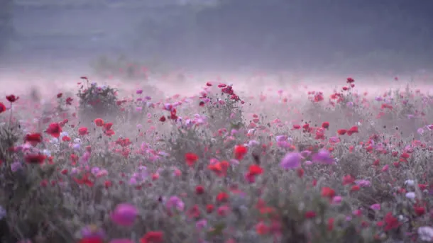 草丛中的红色野花海报背景免抠背景摄影风景元素