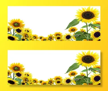 向日葵花朵背景海报免抠