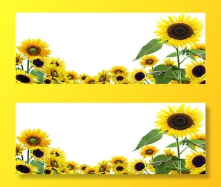 向日葵花朵背景海报免抠