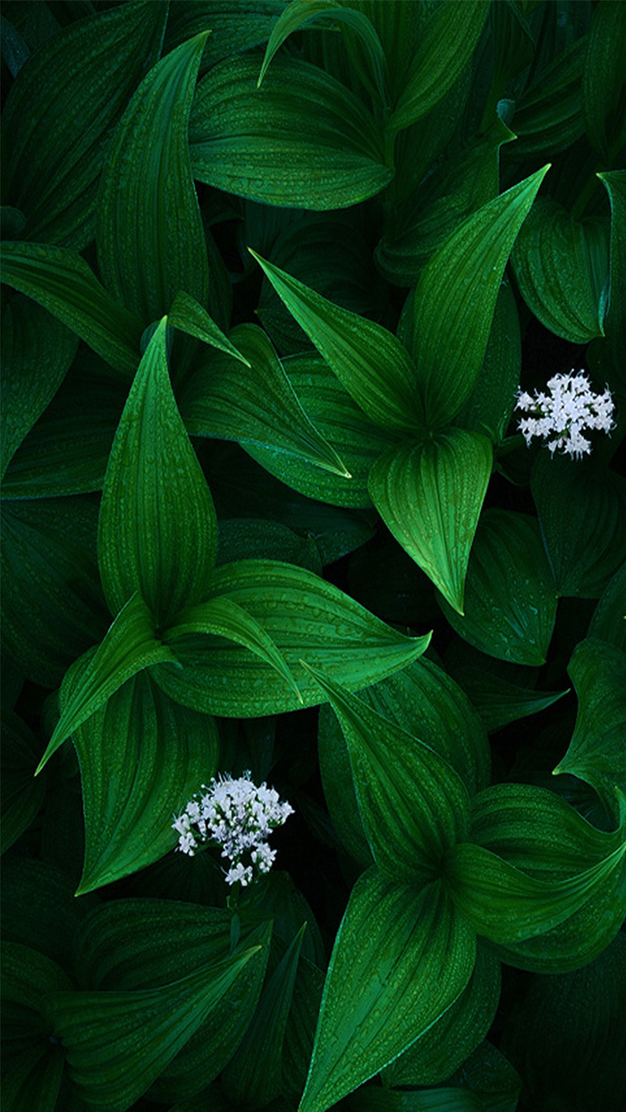 绿色植物小清新背景高清