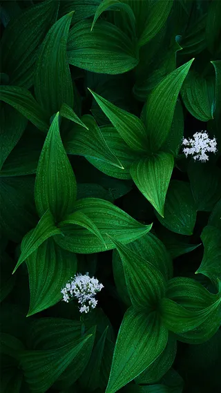 绿色植物小清新背景高清