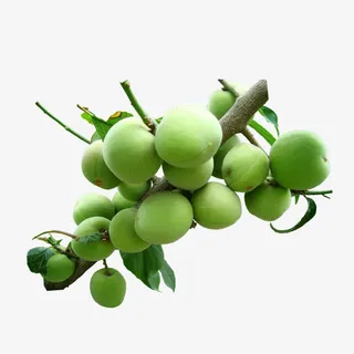 青梅绿色环保下载免抠