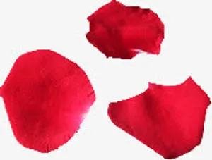 玫瑰花瓣素材图片免抠