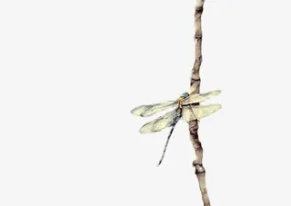 大自然户外蜻蜓高清素材免抠