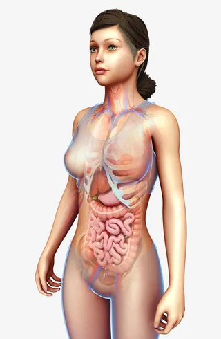 女性身体医学插画免抠