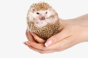 手捧小刺猬免抠